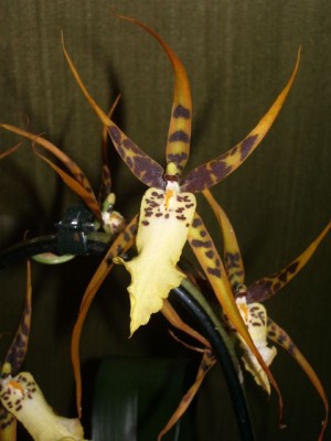Brassidium Shooting Star Black Gold Blüte.jpg