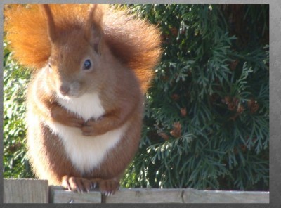 Eichhörnchen.jpg