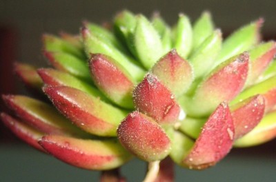 Echeveria Spruce-Oliver.jpg