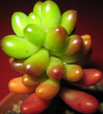 Sedum-rubrotinctum.jpg