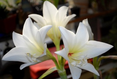 Amaryllis2012 057yy.jpg