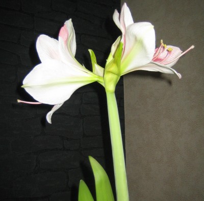 green10 371.jpg
