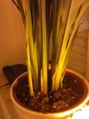 IMG_20120615_230022.jpg