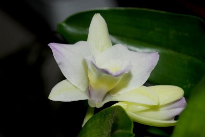 dsc_9548_Dendr_nobile.jpg
