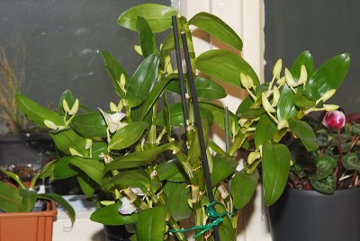dsc_9551_Dendr_nobile.jpg