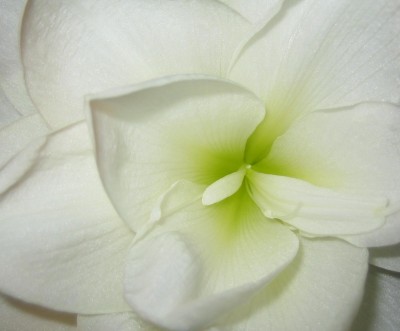 green10 382.jpg