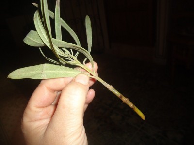 DSC04514 (800x600).jpg