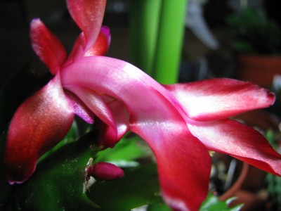 Schlumbi Blüte 2.jpg