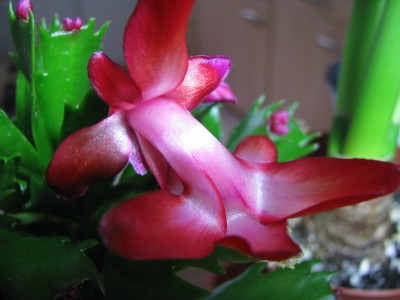 Schlumbi Blüte.jpg