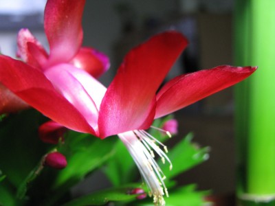 Schlumbi Blüte makro.jpg