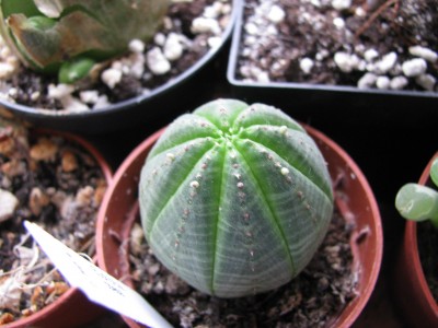 Euphorbia obesa 2.jpg