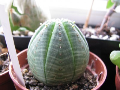 Euphorbia obesa.jpg