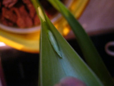 IMG_2011.JPG