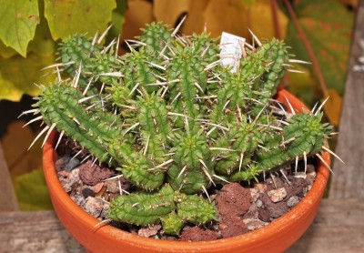 Euphorbia 2010-188 (3).jpg