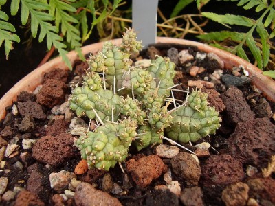 Euphorbia 2010-188 (1).jpg