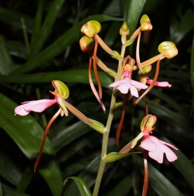Habenaria rhodocheila 2010-286 (1).jpg