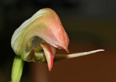 Pterostylis RK Katano 2011-14 (3).jpg