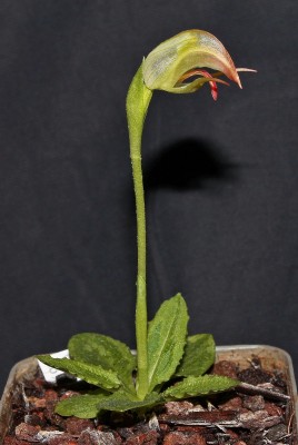 Pterostylis RK Katano (5).jpg