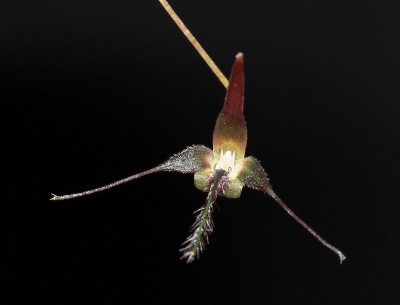Bulbophyllum tentaculiferum 2011-20 (3).jpg