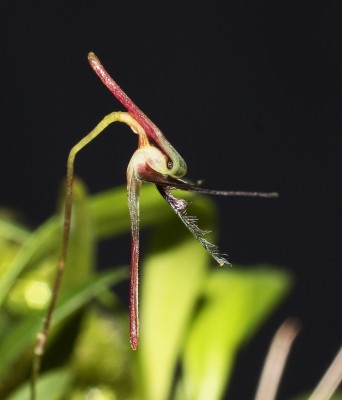 Bulbophyllum tentaculiferum 2011-20 (2).jpg