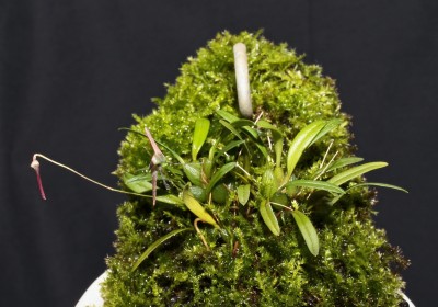 Bulbophyllum tentaculiferum 2011-20 (4).jpg