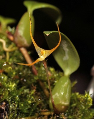 Bulbophyllum alagense 2011-29 (1).jpg