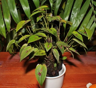 Pleurothallis erythrium 2011-17 (1).jpg