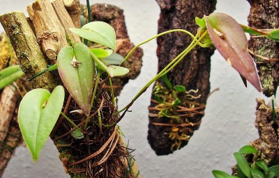 Pleurothallis erythrium 2011-17 (3).jpg