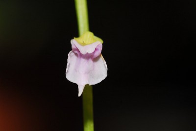 dsc_9554_U_calycifida.jpg