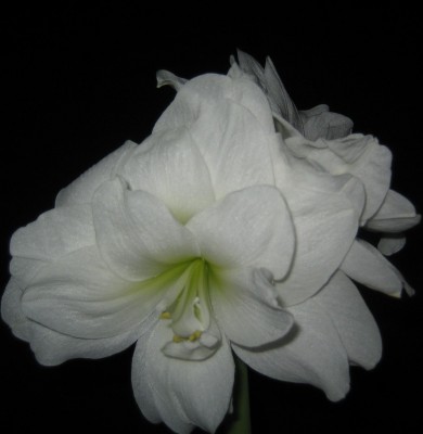 green10 385.jpg