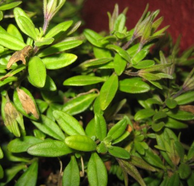 green10 395.jpg