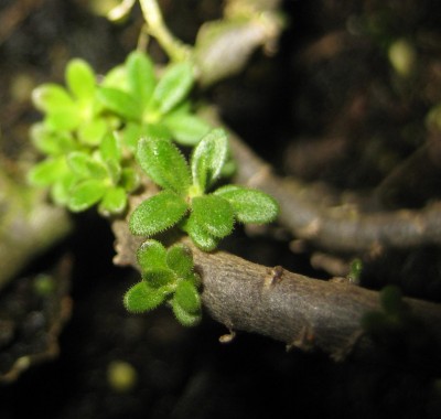 green10 396.jpg
