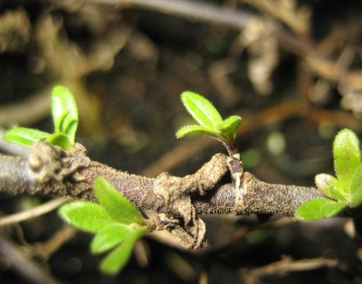 green10 397.jpg