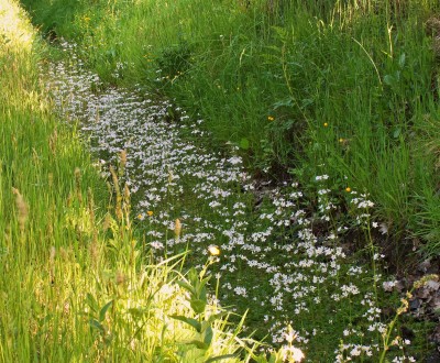 Hottonia palustris (1).jpg