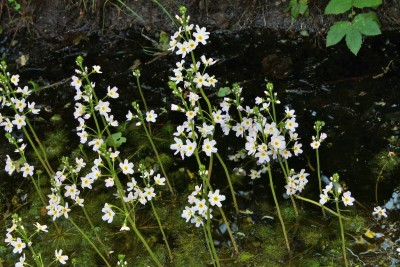 Hottonia palustris (2).jpg