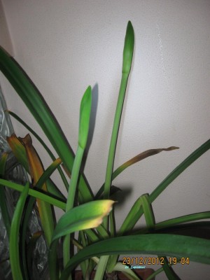 papilio  Butterfly.jpg