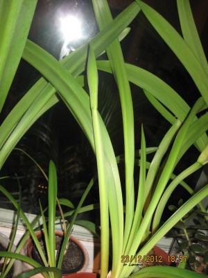 Papilio Butterfly.jpg