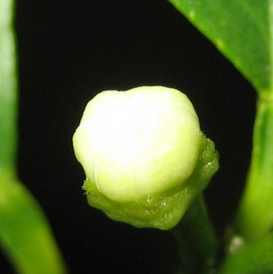 Zitronenblüte im Anfangsstadium.jpg