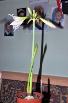 Amaryllis Kolibri weiß-rosa_0062_24.12.2012 klein.jpg