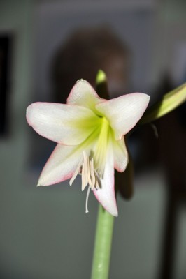 Amaryllis Kolibri weiß-rosa_0063_24.12.2012 klein.jpg