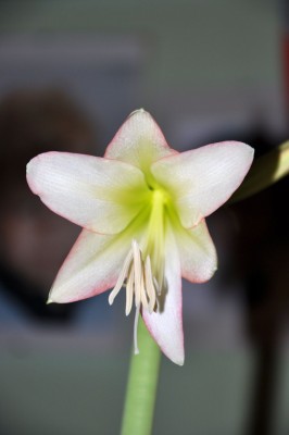 Amaryllis Kolibri weiß-rosa_0066_24.12.2012 klein.jpg