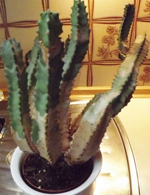 DSCF4391 (617x800).jpg