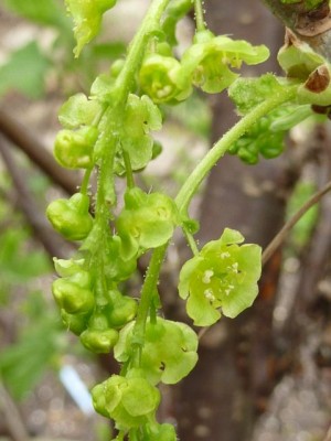 20120407 044 - Kopie (480x640).jpg