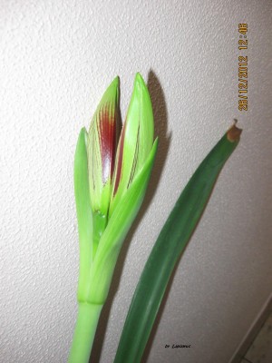 Papilio Butterfly.JPG