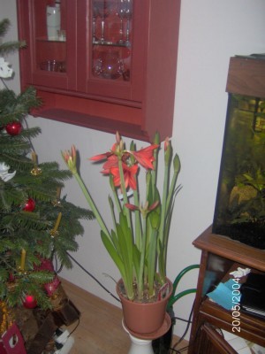 t_lovely_garden2k_133.jpg