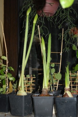 Amaryllis2012 063yy.jpg