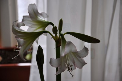 2Amaryllis Kolibri Trentino_0079_27.12.202 klein.jpg