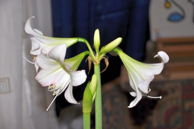 2Amaryllis Kolibri Trentino_0078_27.12.2012 klein.jpg