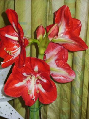 Photo1.jpg