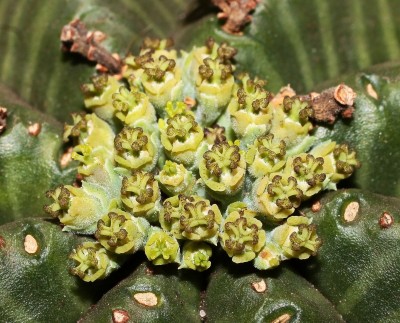Euphorbia meloformis (3a).jpg